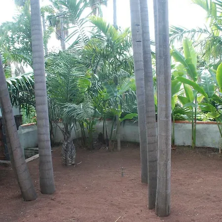 Palmeras Santa Ursula (Tenerife)