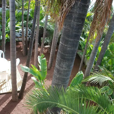 Palmeras * Santa Ursula (Tenerife)