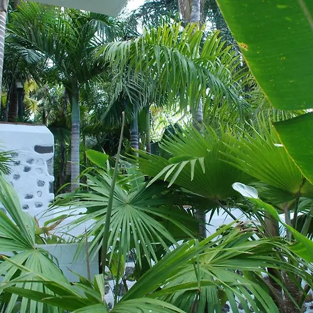 Palmeras *