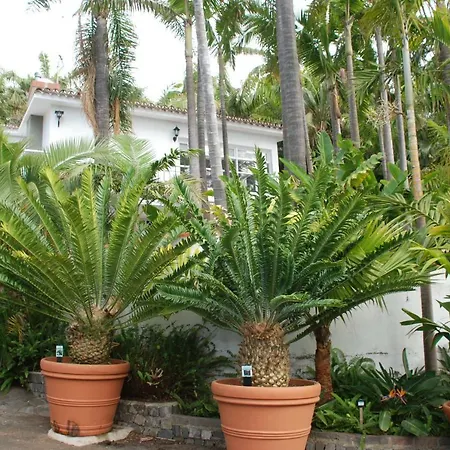 Palmeras