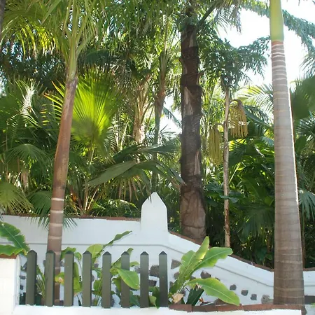 Palmeras * Santa Úrsula