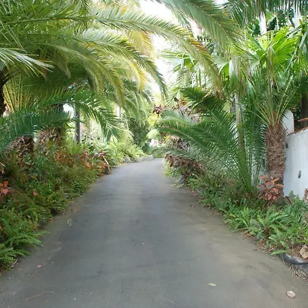 Palmeras Santa Úrsula